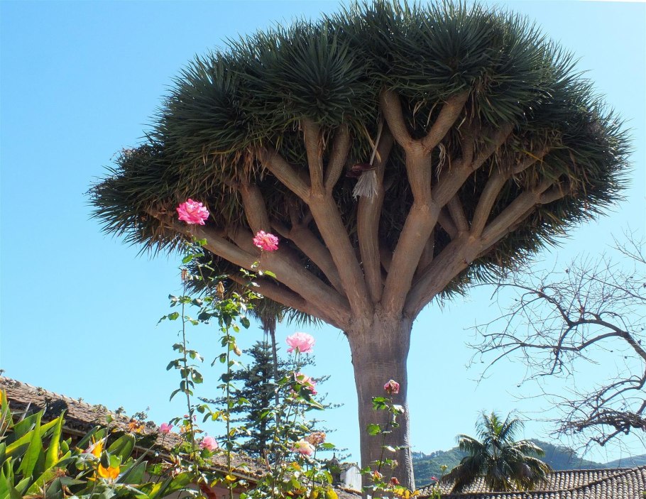 Драконовые деревья на острове Сокотра