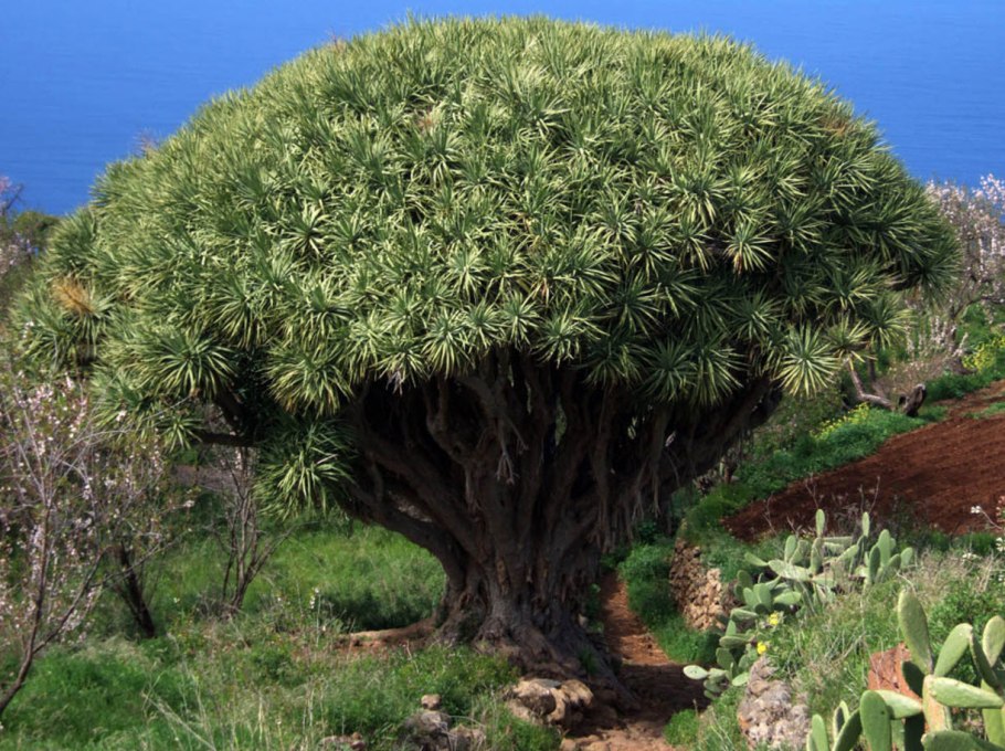 Драцена дракон драконово дерево