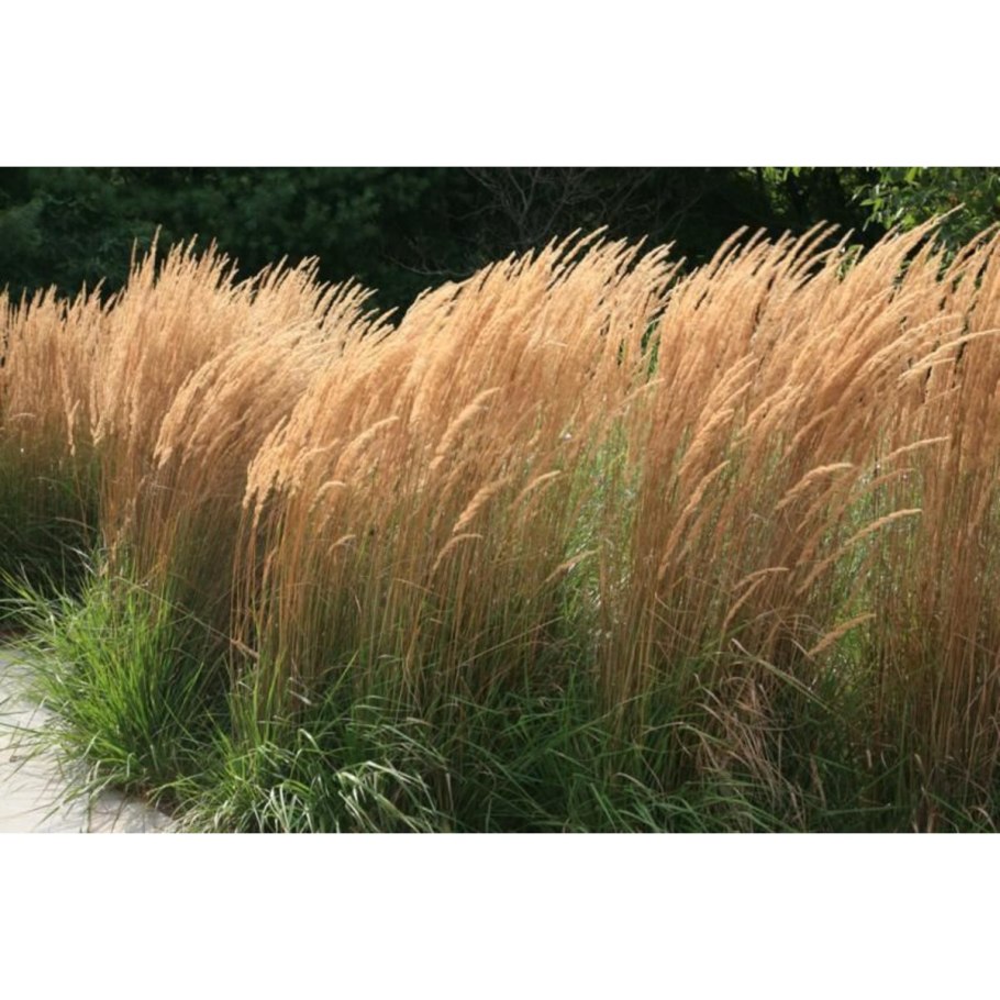 Ячмень (Hordeum l.)