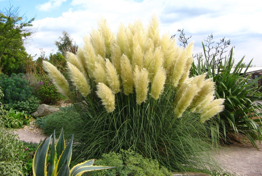 Злаковая прерия