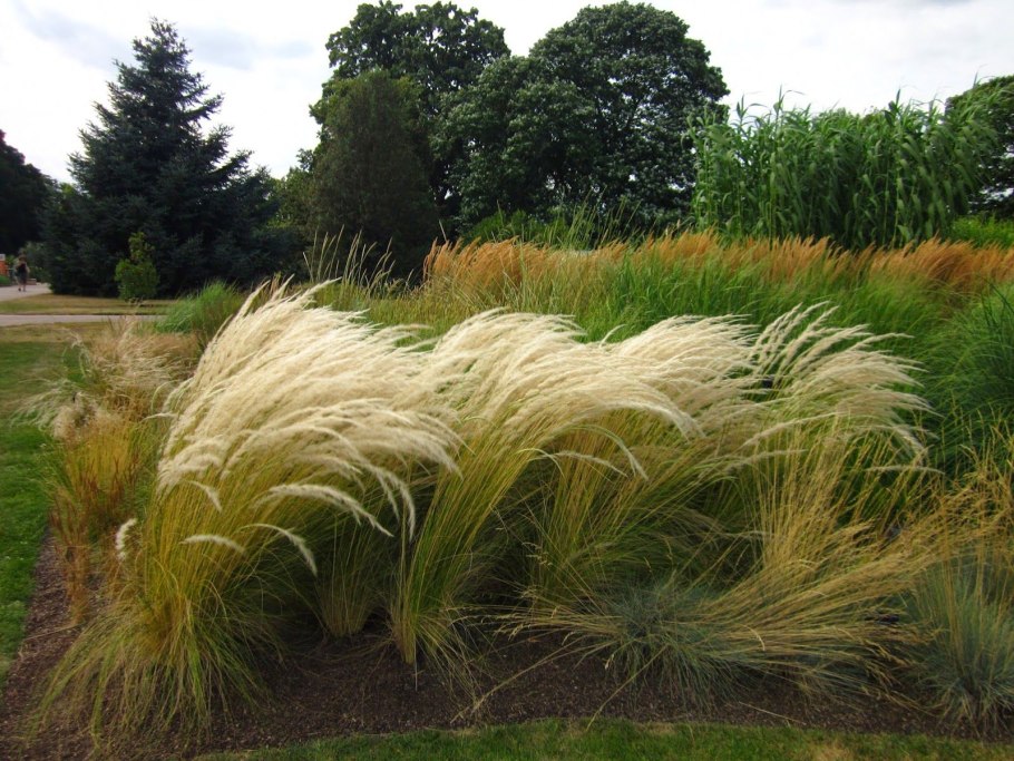 Ковыль stipa tenuissima