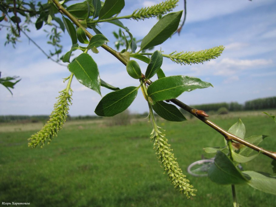 Ива белая- Salix Alba почки