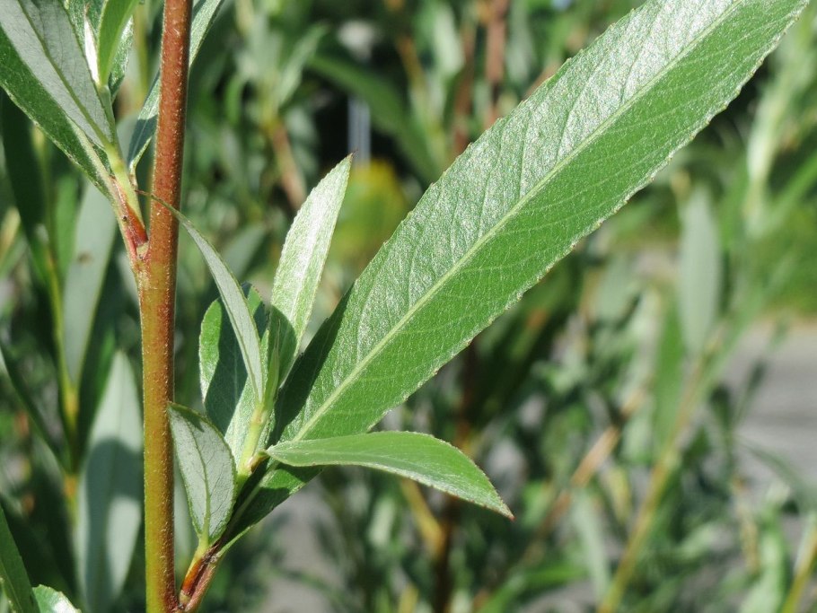 Ива ломкая salix fragilis