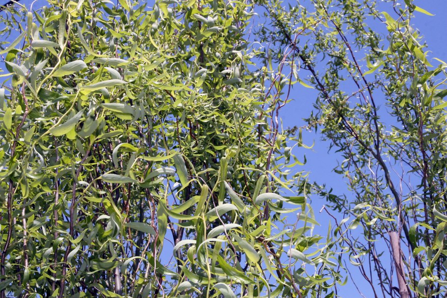 Ива уральская извилистая