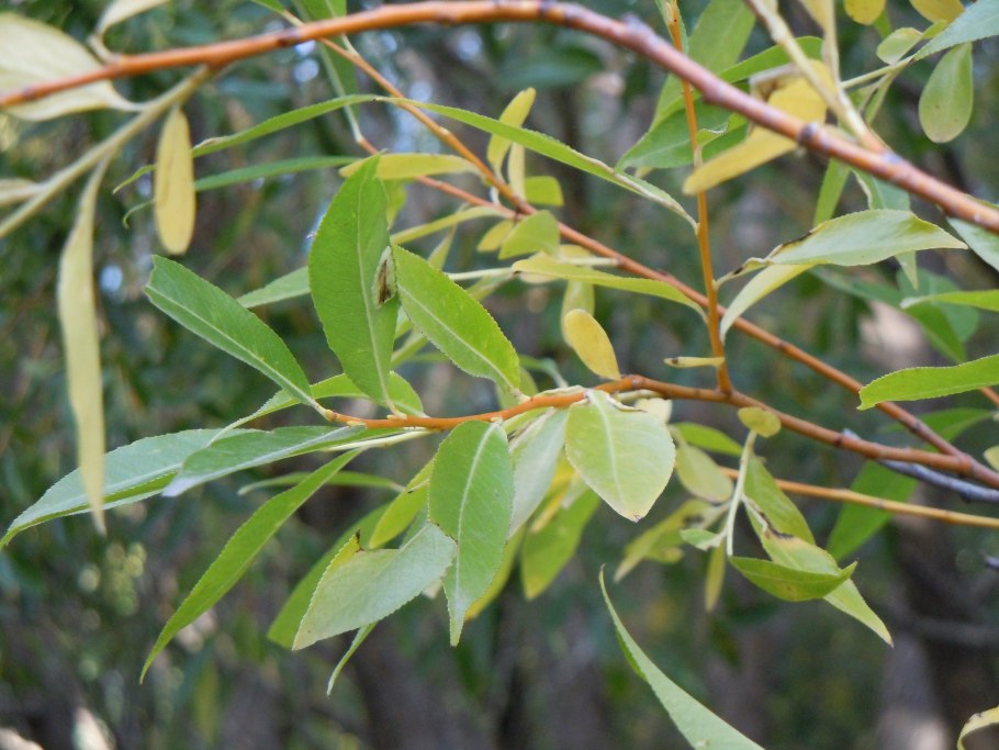 Salix saxatilis