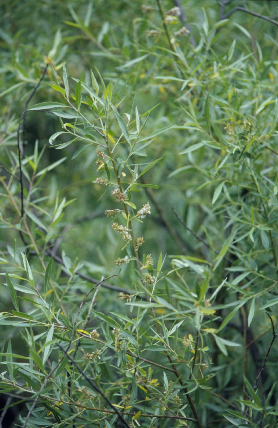 Salix geyeriana