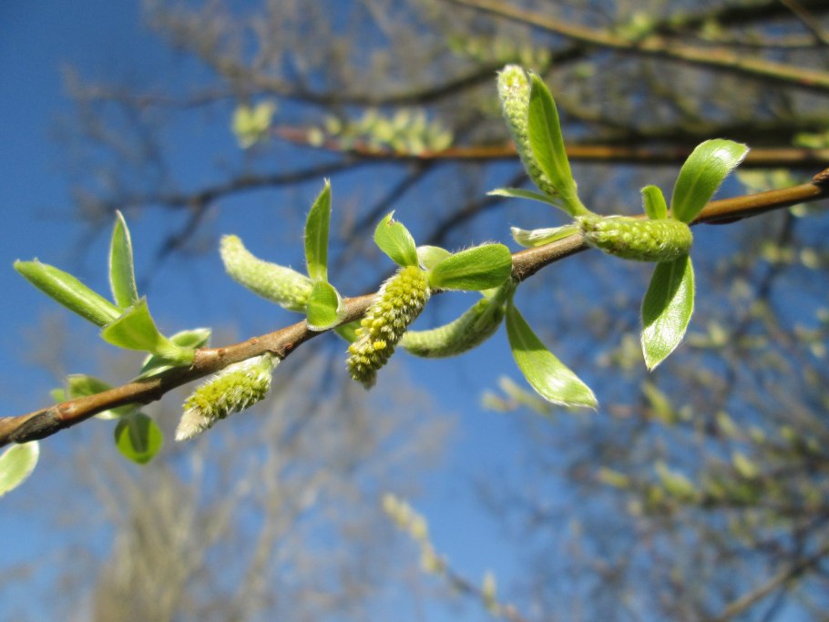 Salix alba