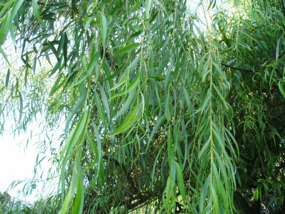 Ива плакучая