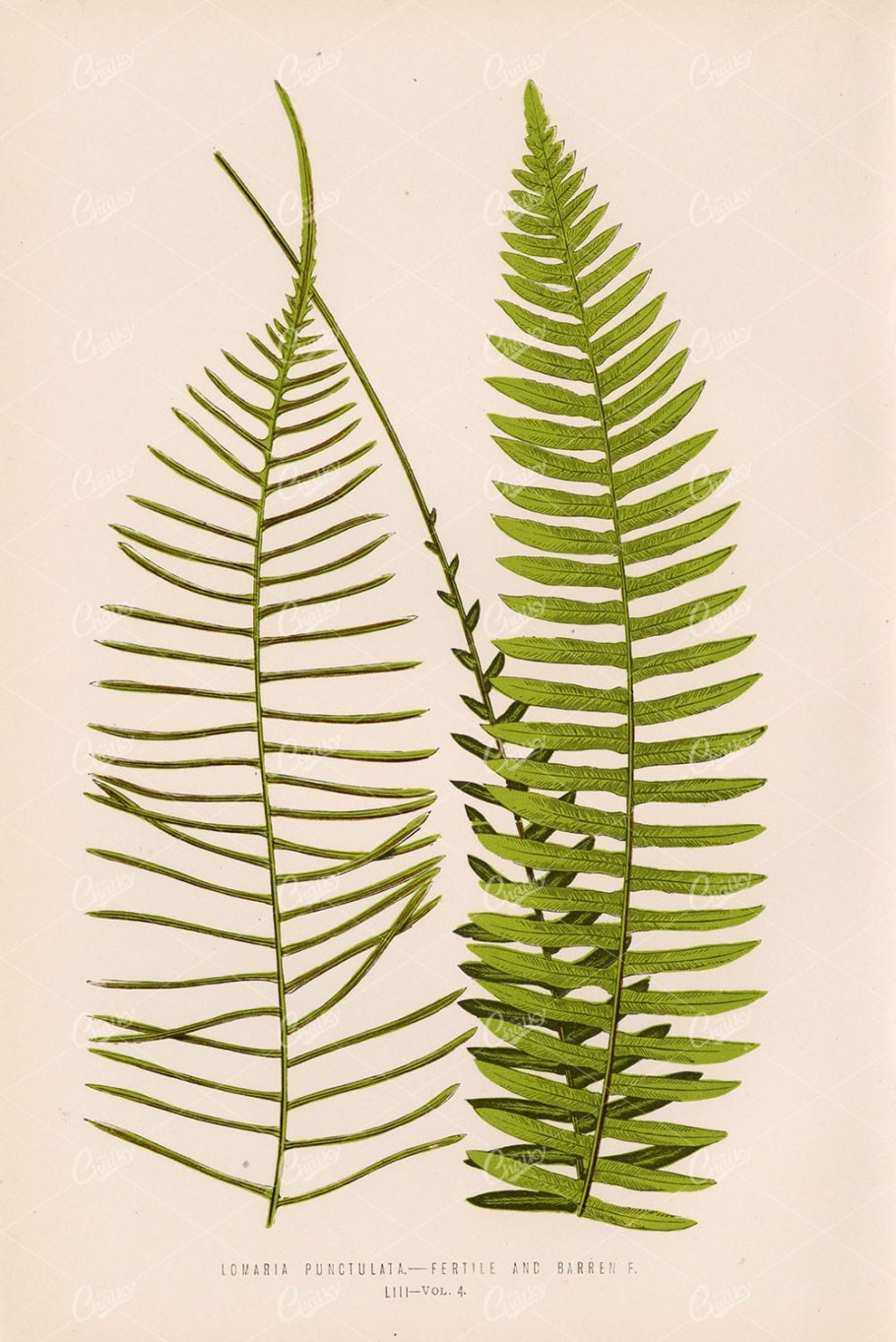 Ареалы основных типов Конго