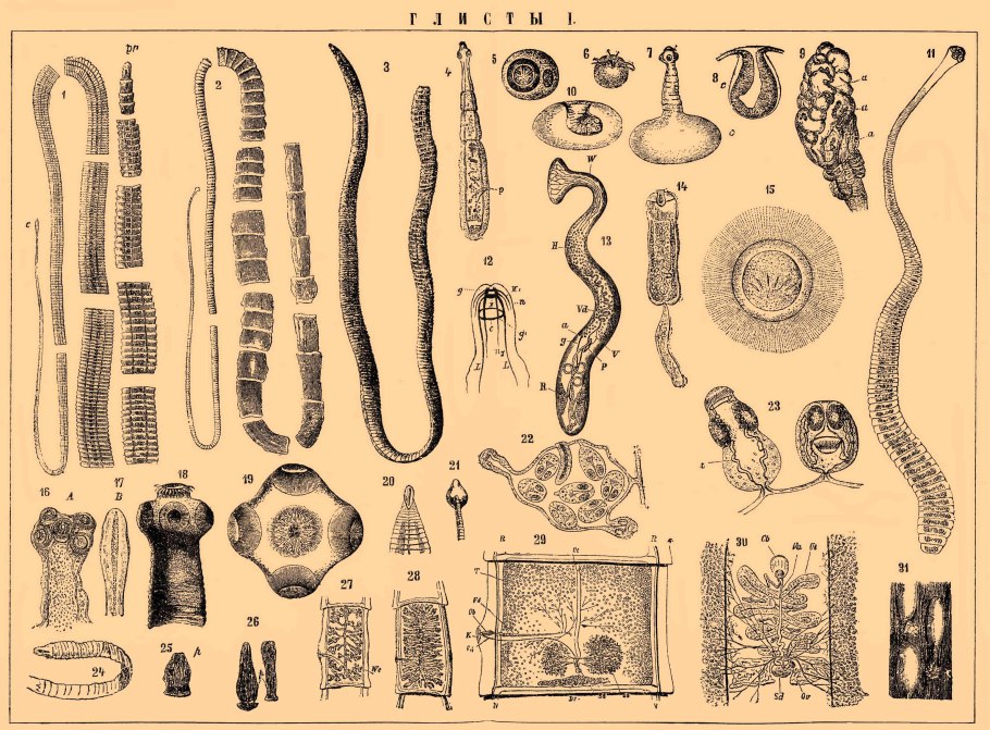 Дальневосточный Крот