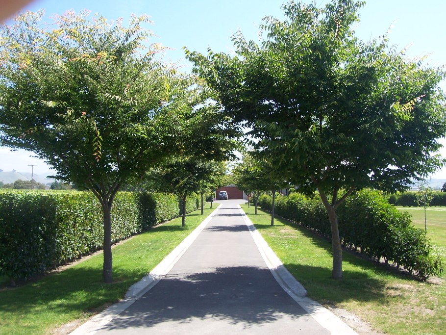 Дзельква японская