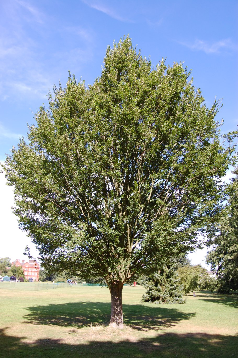 Дзельква японская