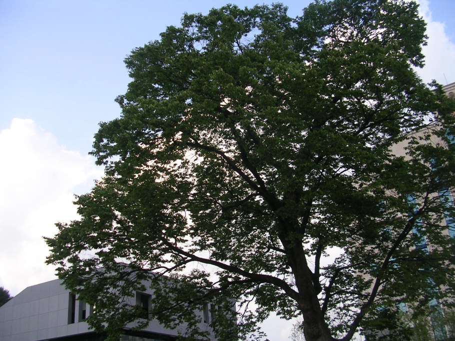 Дзельква пильчатая (Zelkova serrata p9)