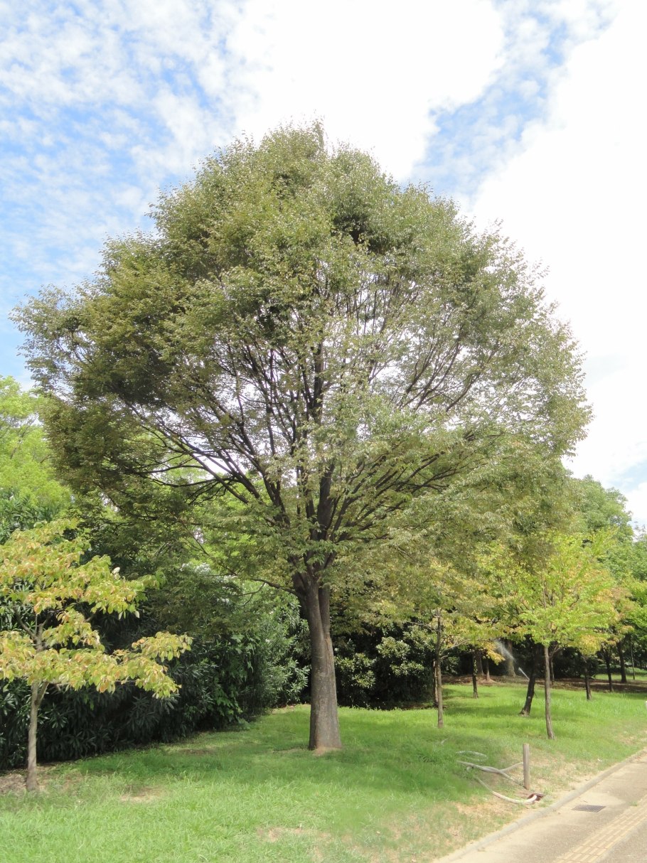 Дзельква японская