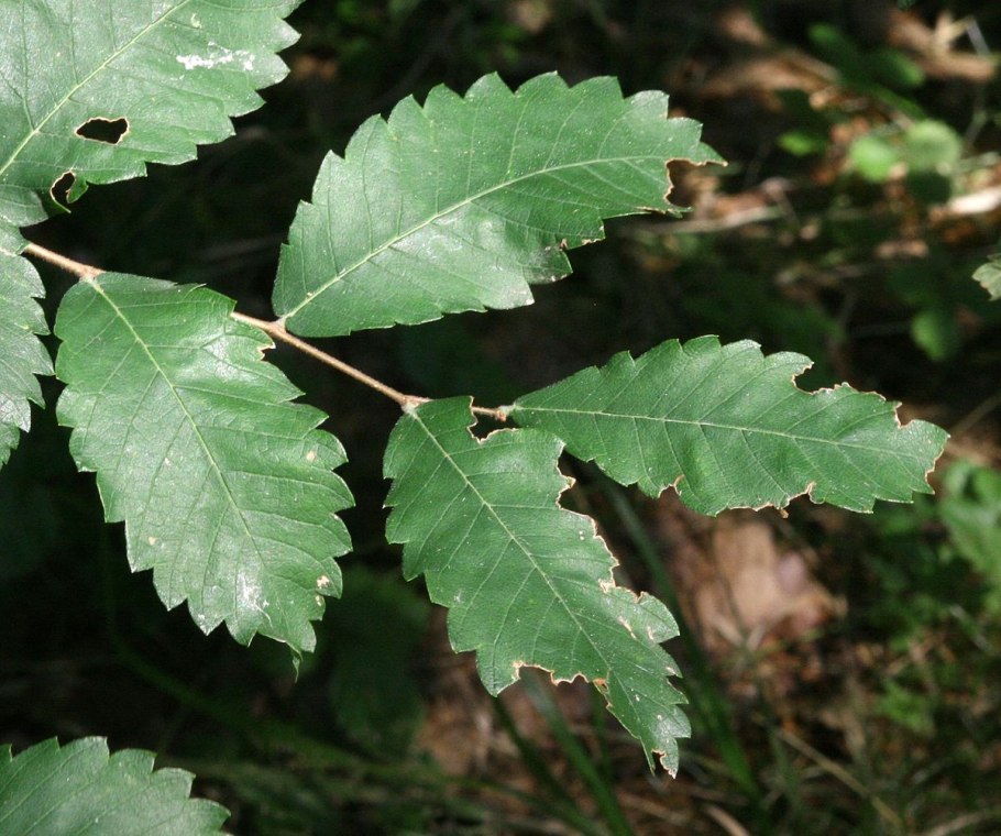 Дзельква гирканская