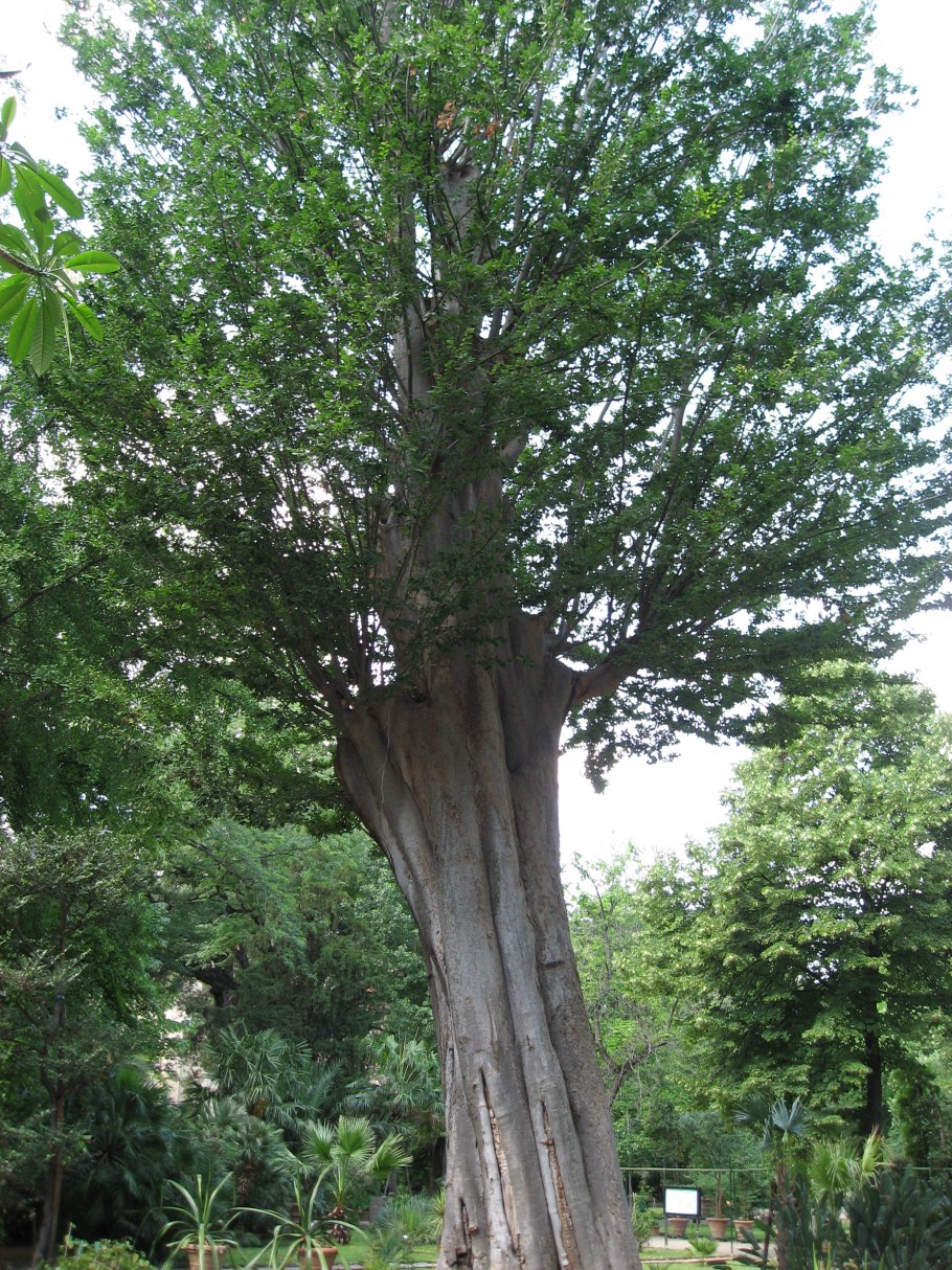 Дзельква (Zelkova carpinifolia)