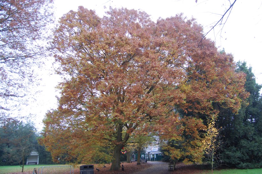 Zelkova hyrcana