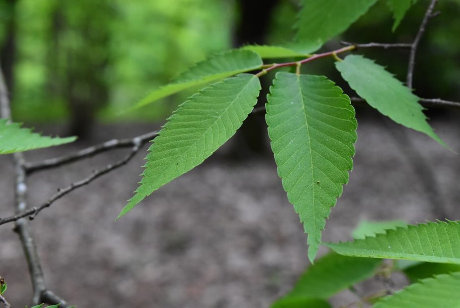 Дзельква японская