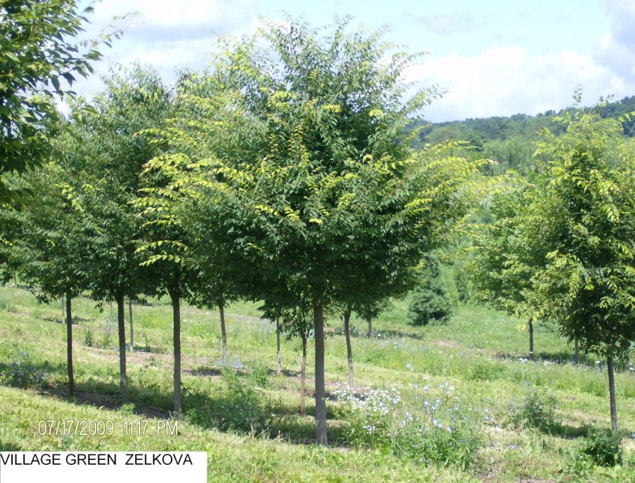 Ulmus parvifolia sempervirens