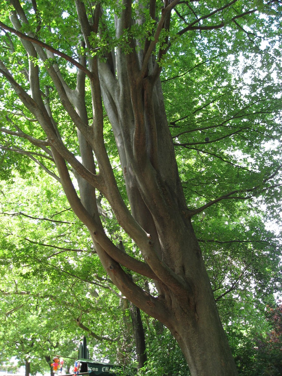 Дзельква дерево