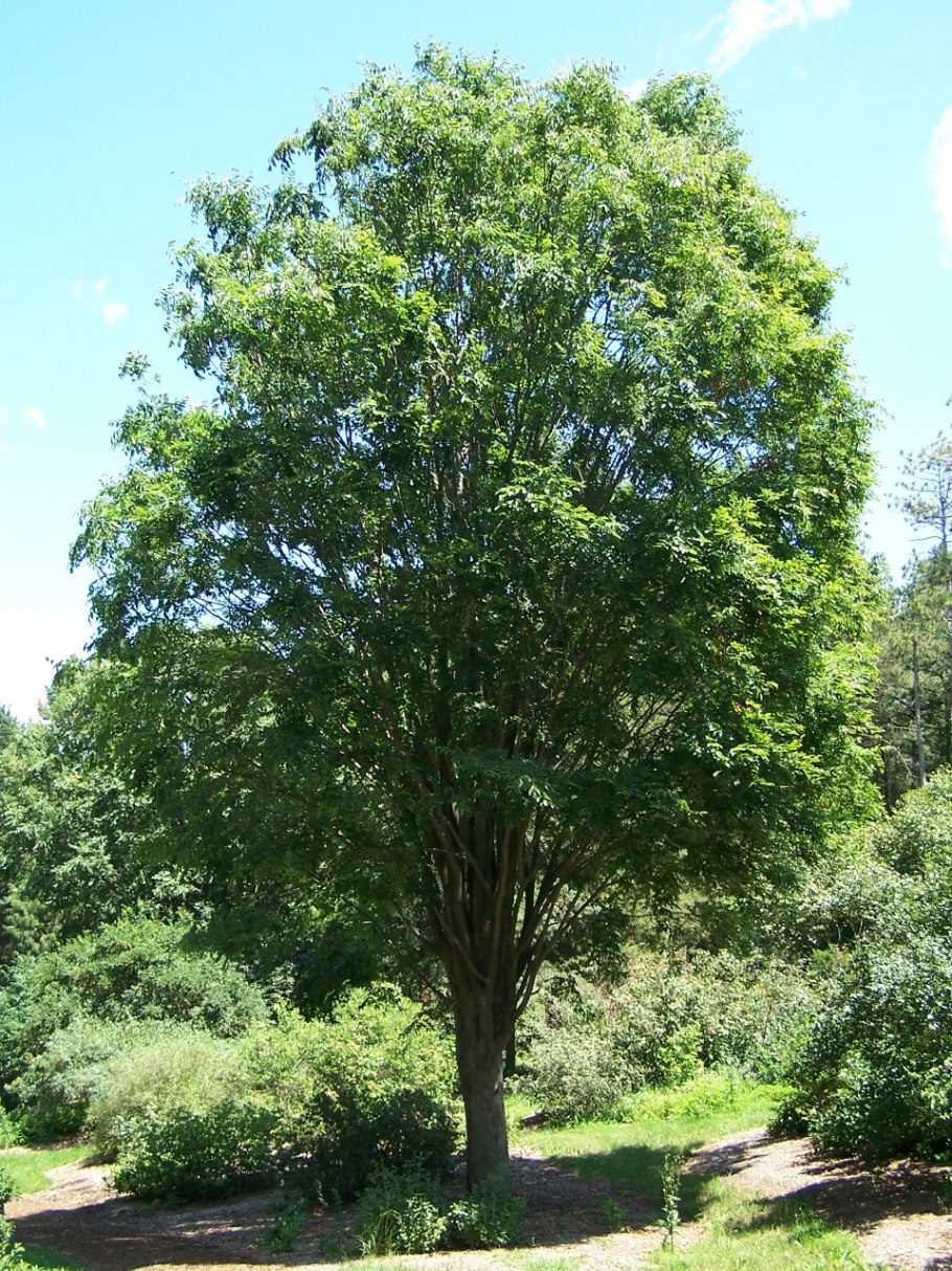 Zelkova – дзельква