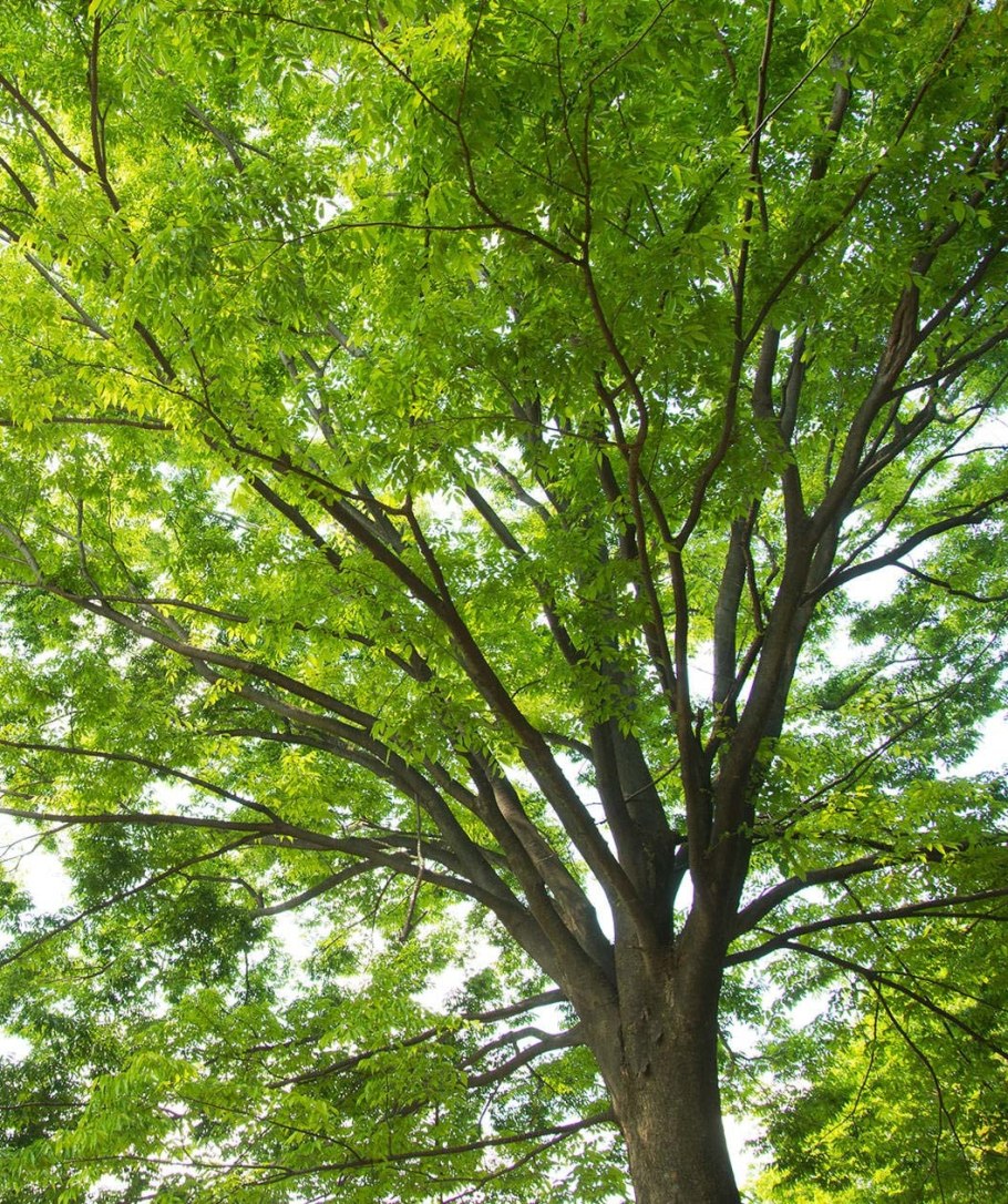 Дзельква японская