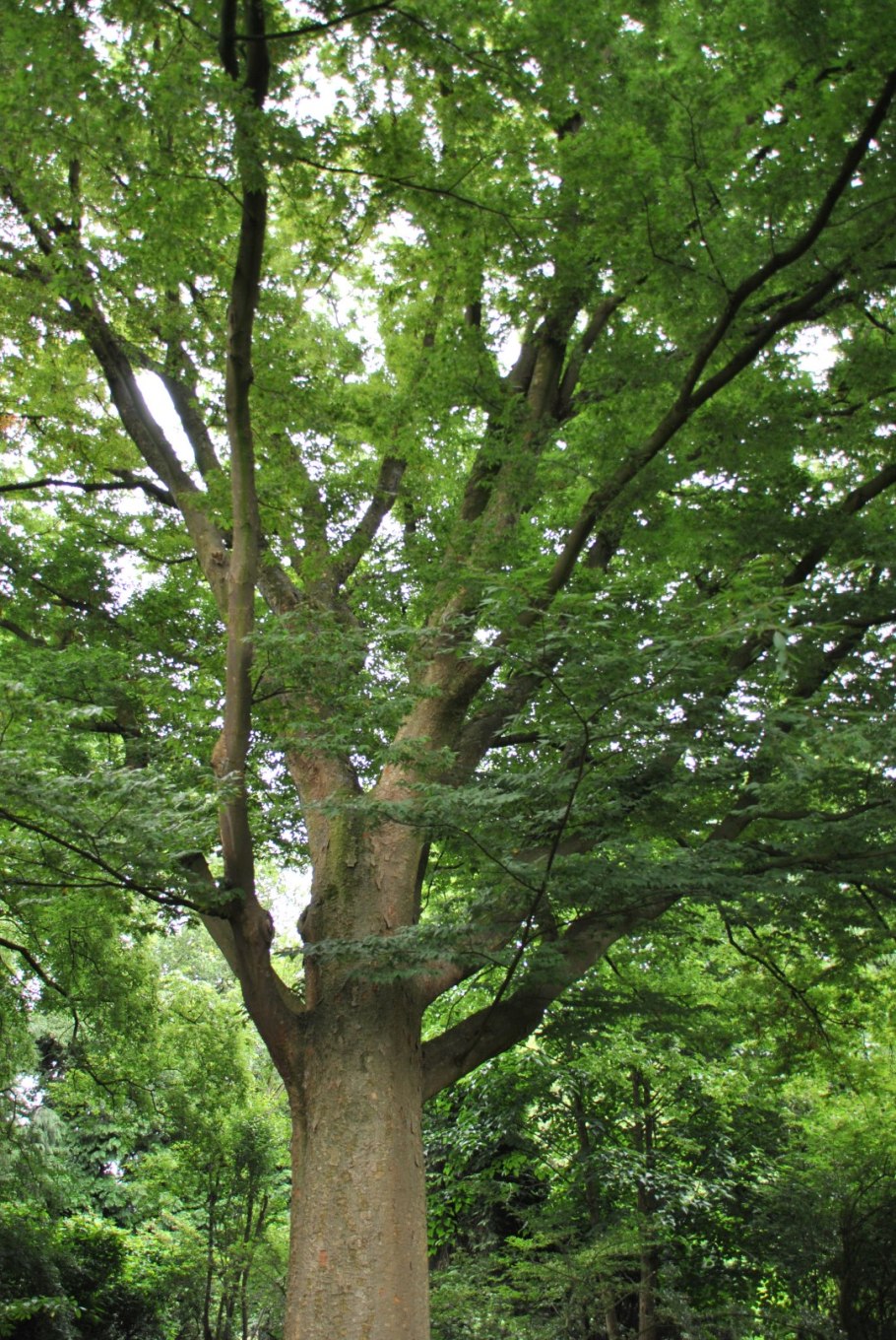 Дзельква пильчатая