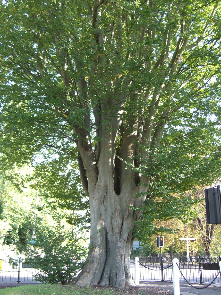 Дзельква гигант