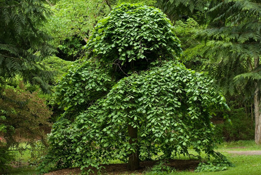 Дзельква дерево в Азербайджане