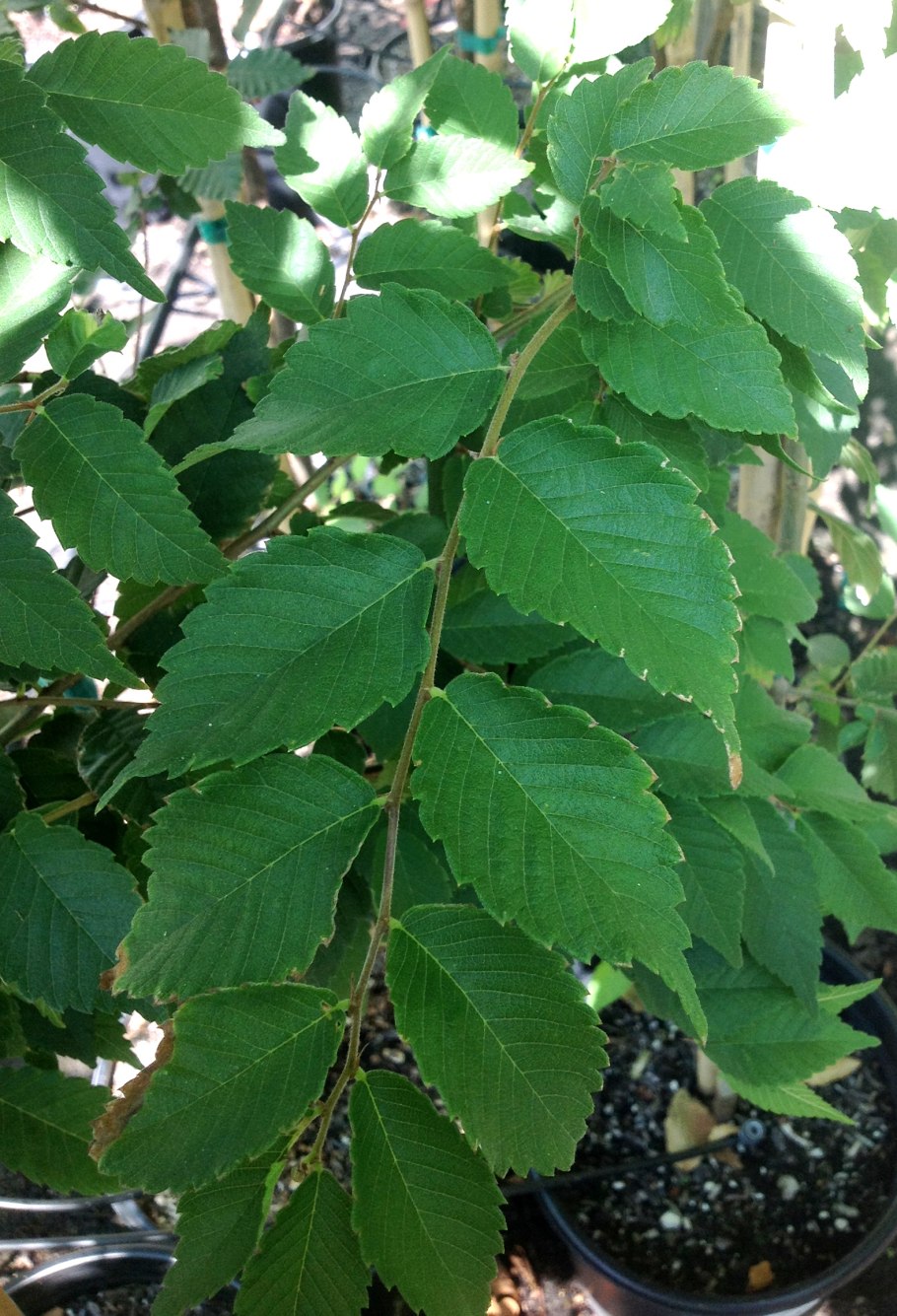 Дзельква Сицилийская