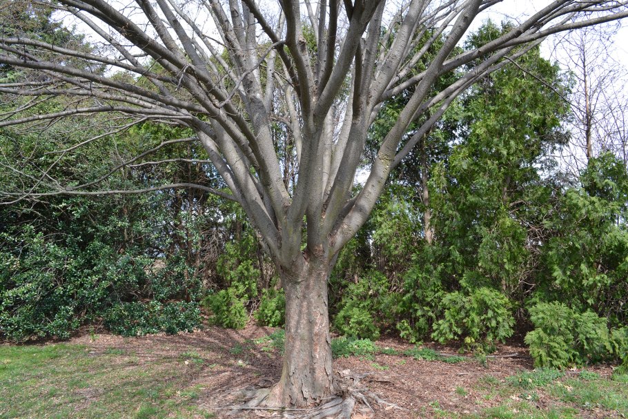 Дзельква гирканская