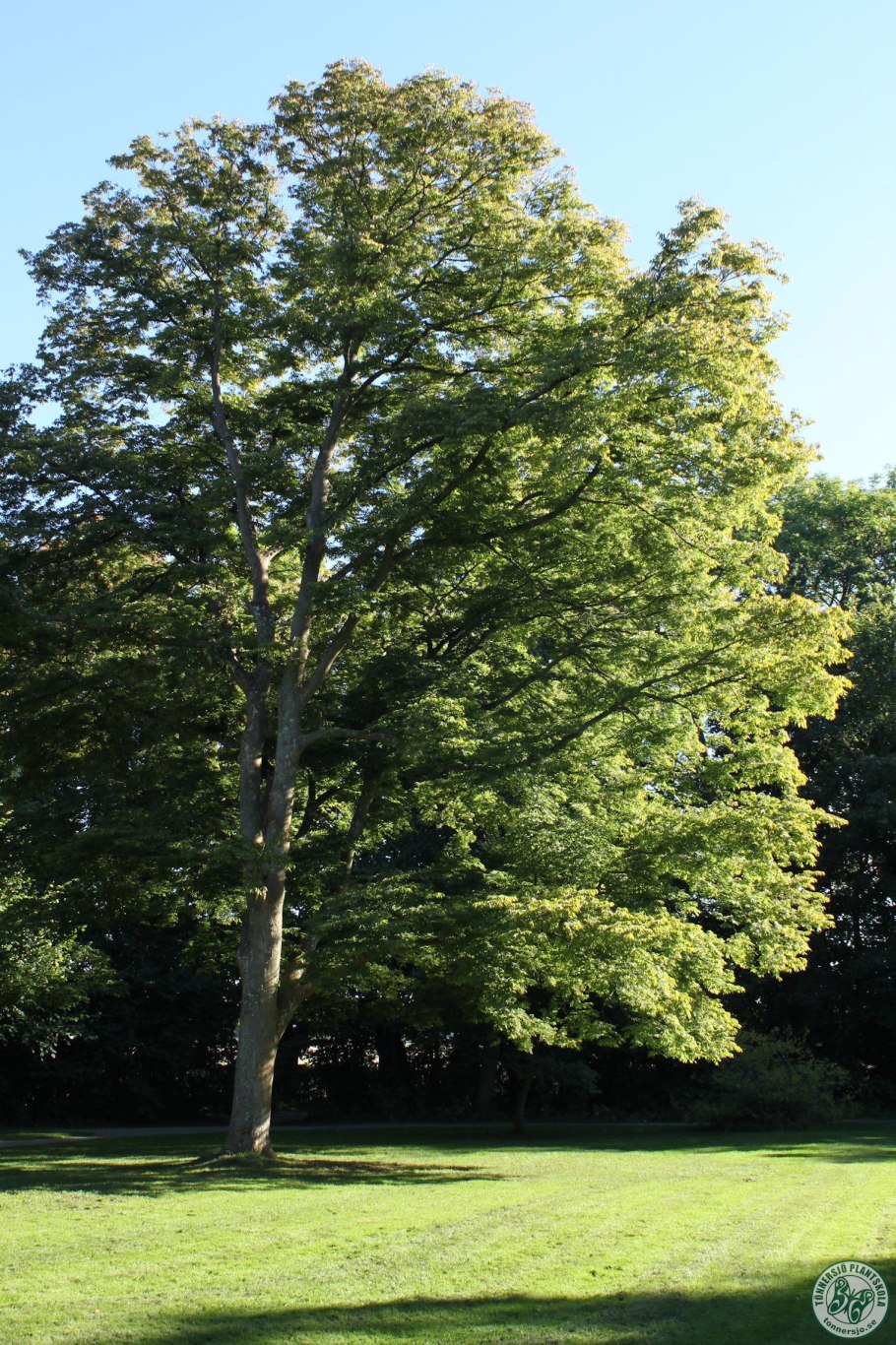 Дзельква пильчатая (Zelkova serrata