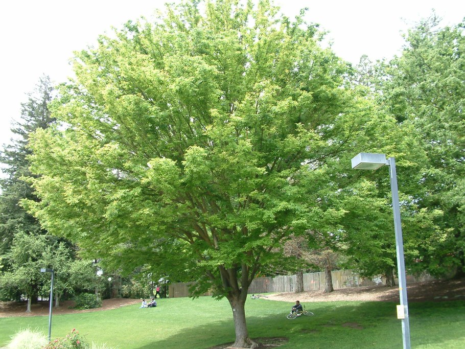 Дзельква пильчатая