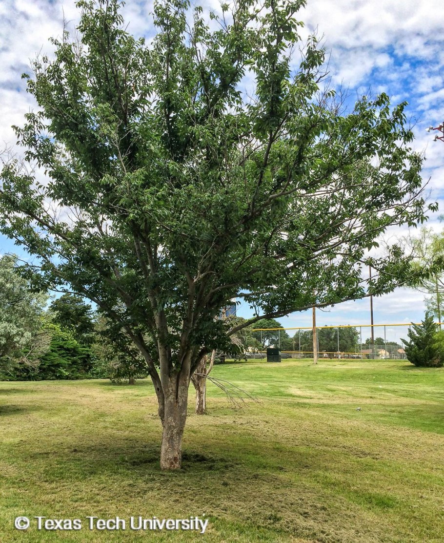 Дзельква пильчатая