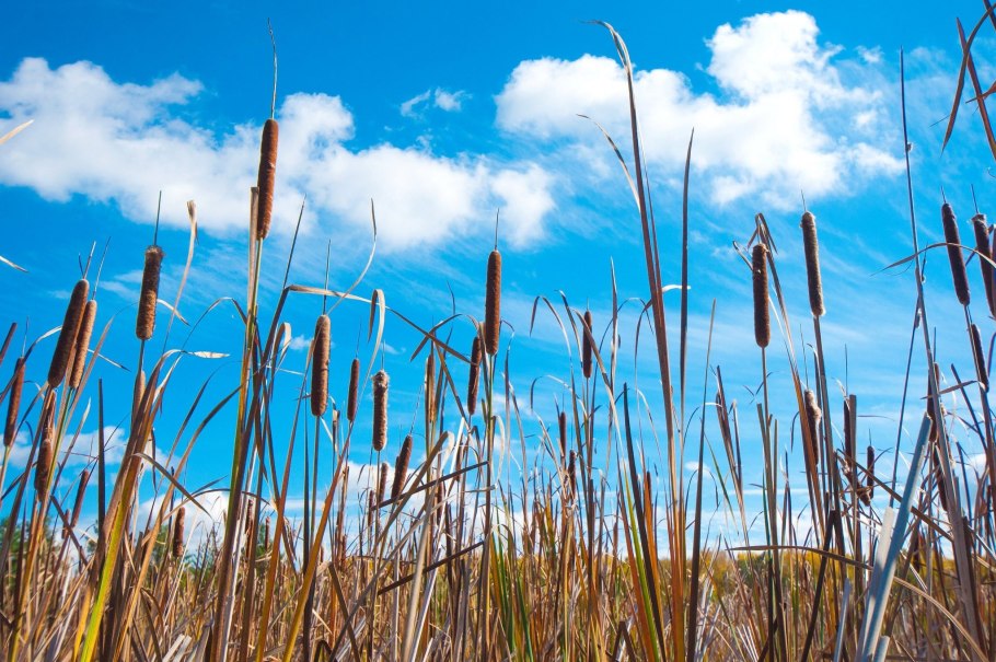 Камыш широколистный