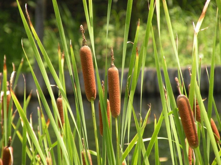 Рогоз и рогоз