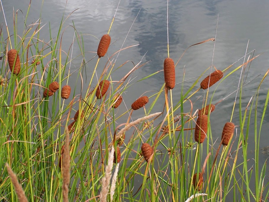 Камыши и рогоз