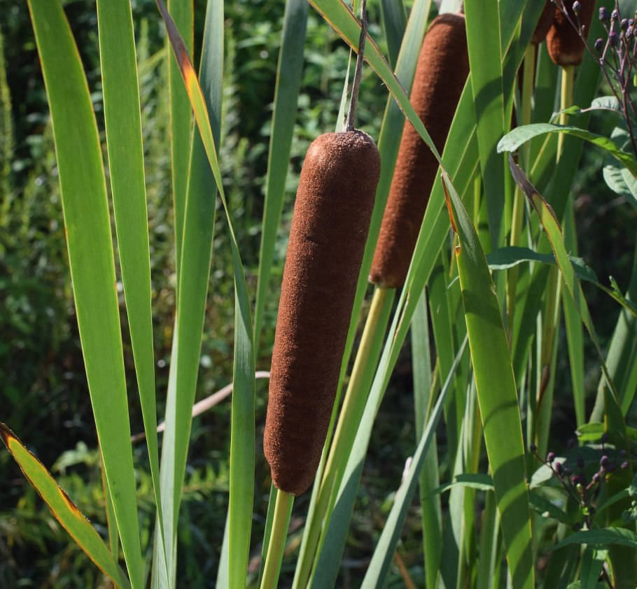 Рогоз Typha