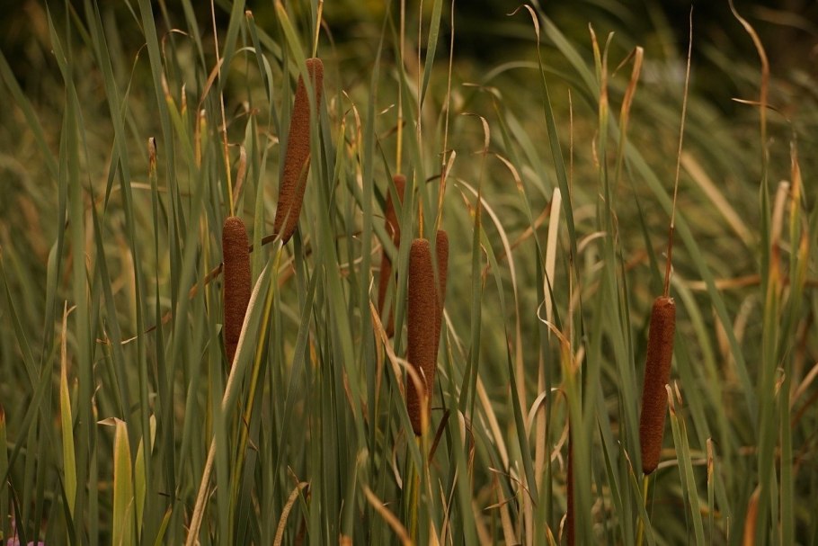 Рогоз широколистный (typha latifolia)
