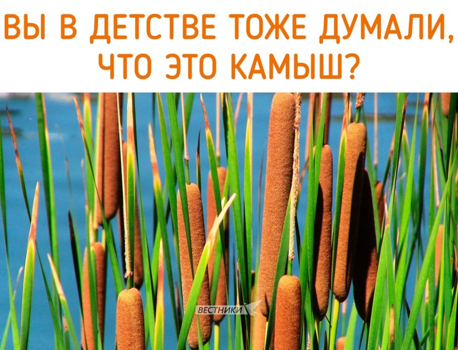 Камыш Озёрный