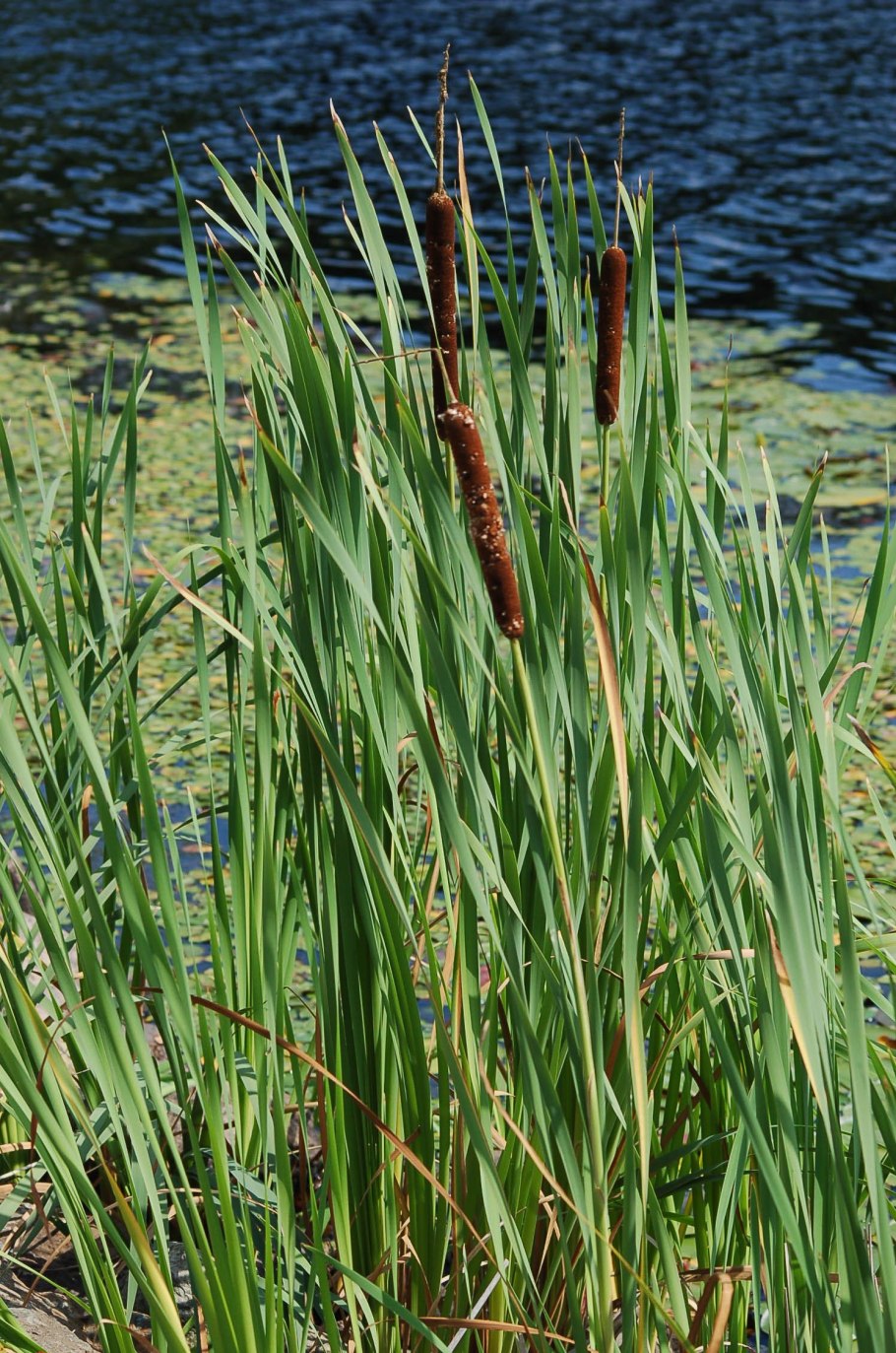 Рогоз широколистный