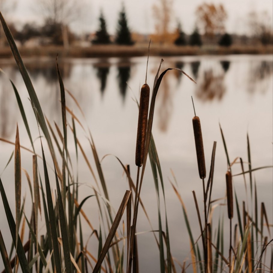 Рогоз малый typha minima