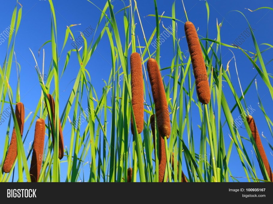 Рогоз широколистный и камыш