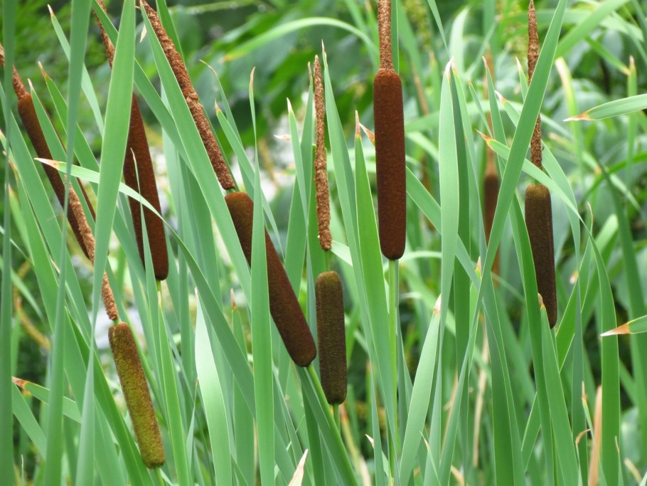 Рогоз узколистный (Typha angustifolia)