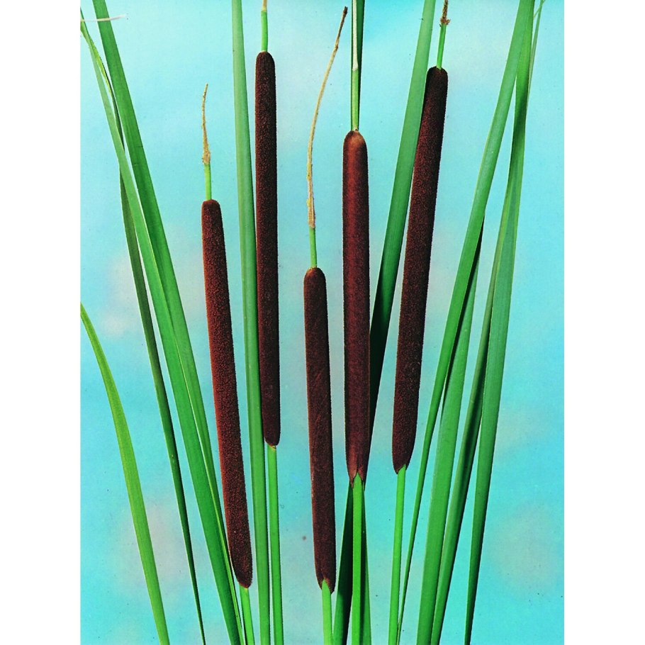 Рогоз узколистный (Typha angustifolia)