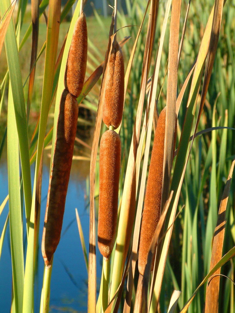 Рогоз Typha