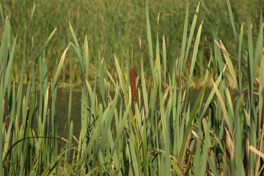 Рогоз typha