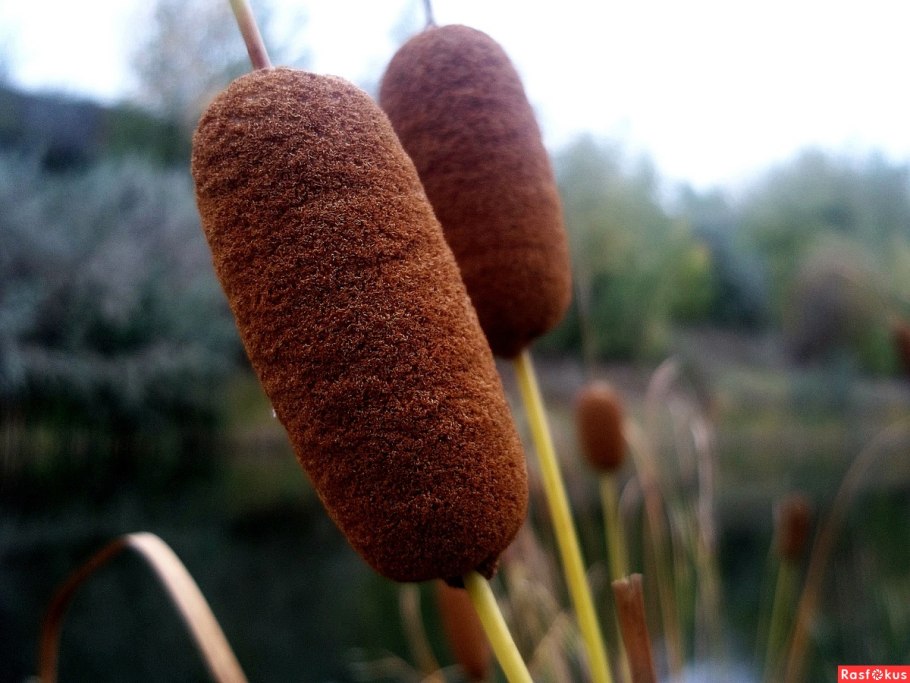 Рогоз узколистный Забайкальский
