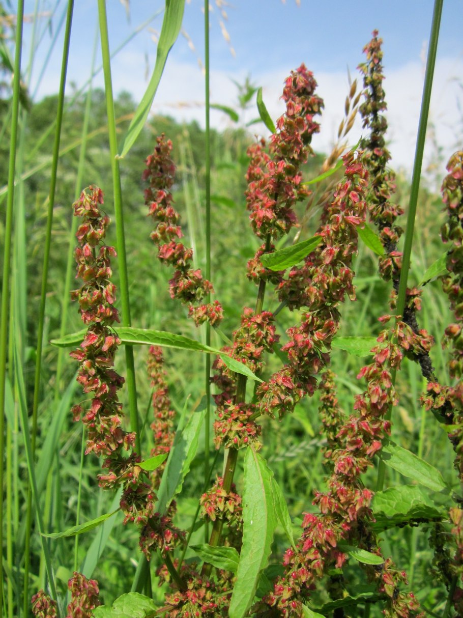 Rumex obtusifolius