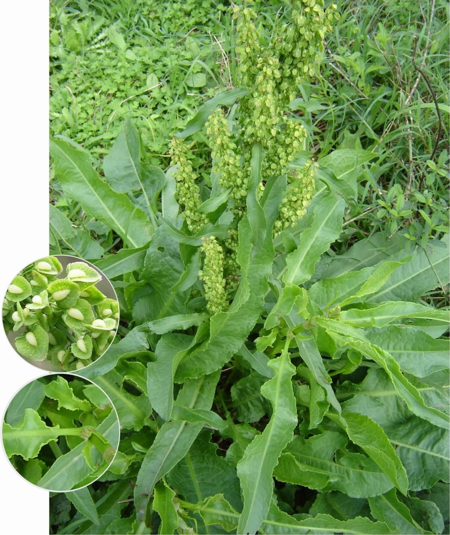 Щавель конский rumex confertus